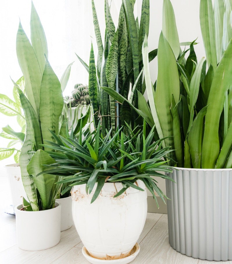 House Plants Vibe